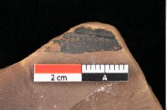 Foto (Detailsansicht) von Quercus palaeoilex Ettingshausen (NHMW-GEO-2024-0188-0820)